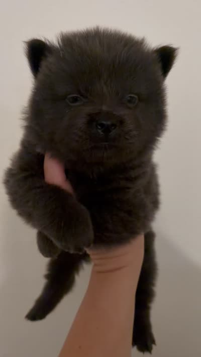 Blue chow girl puppy-beige collar , a female Chow Chow for sale in Irvine, CA – 3 of 3
