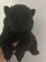 Black boy-dark blue collar , a male Chow Chow for sale in Irvine, CA – Photo 2 of 4