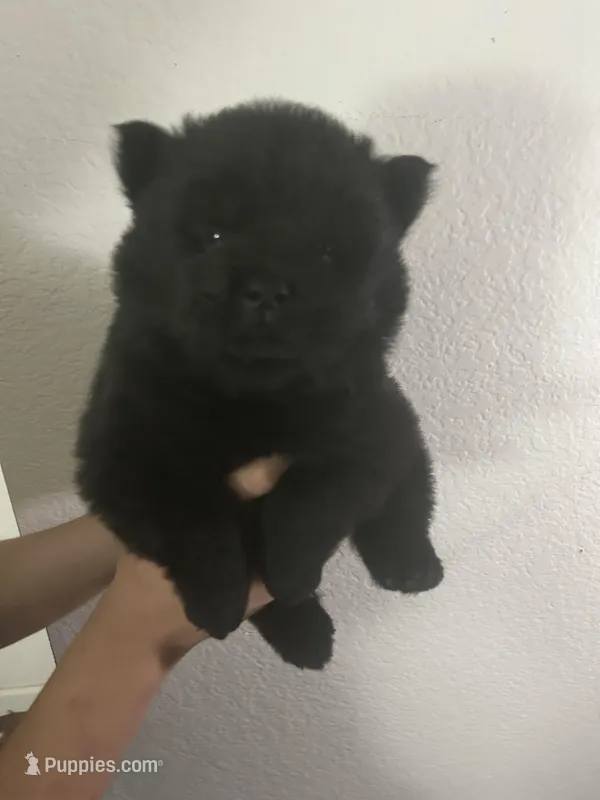 Black boy-dark blue collar  – Chow Chow puppy for sale in Irvine, CA