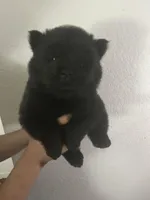 Black boy-dark blue collar , a male Chow Chow for sale in Irvine, CA – Photo 1 of 4