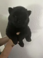 Black boy-dark blue collar , a male Chow Chow for sale in Irvine, CA – Photo 4 of 4