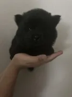 Black boy-dark blue collar , a male Chow Chow for sale in Irvine, CA – Photo 3 of 4