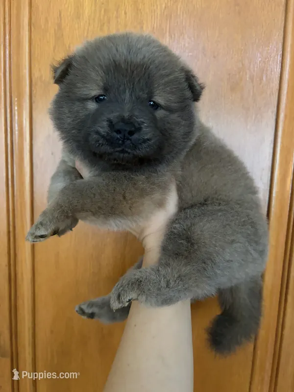 Cinammon girl  – Chow Chow puppy for sale in Irvine, CA