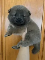 Cinammon girl , a female Chow Chow for sale in Irvine, CA – 1 of 3