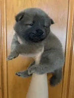 Cinammon girl , a female Chow Chow for sale in Irvine, CA – 2 of 3