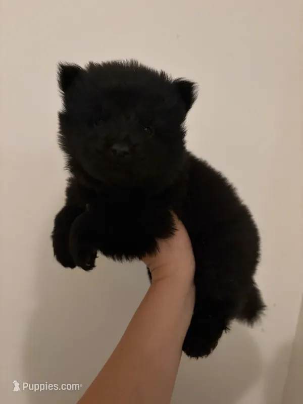 Black chow girl-pink collar  – Chow Chow puppy for sale in Irvine, CA