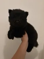 Black chow girl-pink collar , a female Chow Chow for sale in Irvine, CA – 1 of 4