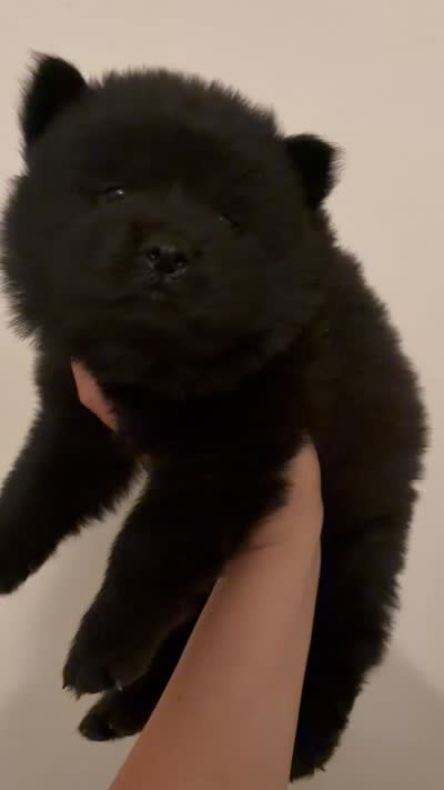 Black boy chow puppy-red collar , a male Chow Chow for sale in Irvine, CA – 3 of 3