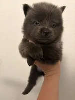 Blue chow girl puppy-beige collar , a female Chow Chow for sale in Irvine, CA – 2 of 3