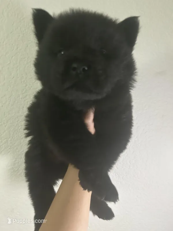 Black boy-green collar – Chow Chow puppy for sale in Irvine, CA