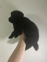 Black boy-green collar, a male Chow Chow for sale in Irvine, CA – Photo 2 of 3