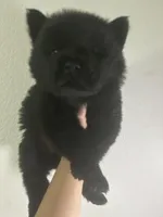 Black boy-green collar, a male Chow Chow for sale in Irvine, CA – Photo 3 of 3