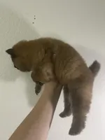 Red boy, a male Chow Chow for sale in Irvine, CA – Photo 2 of 3