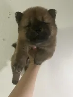 Red boy, a male Chow Chow for sale in Irvine, CA – Photo 3 of 3