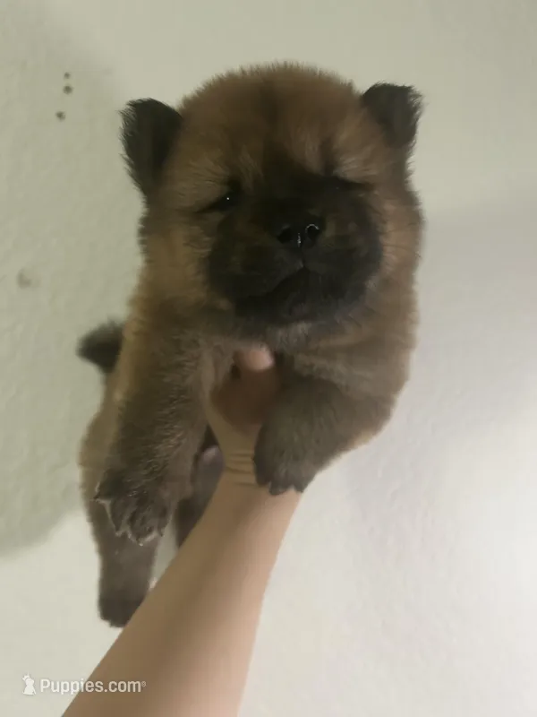 Red boy – Chow Chow puppy for sale in Irvine, CA