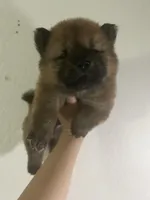 Red boy, a male Chow Chow for sale in Irvine, CA – Photo 1 of 3