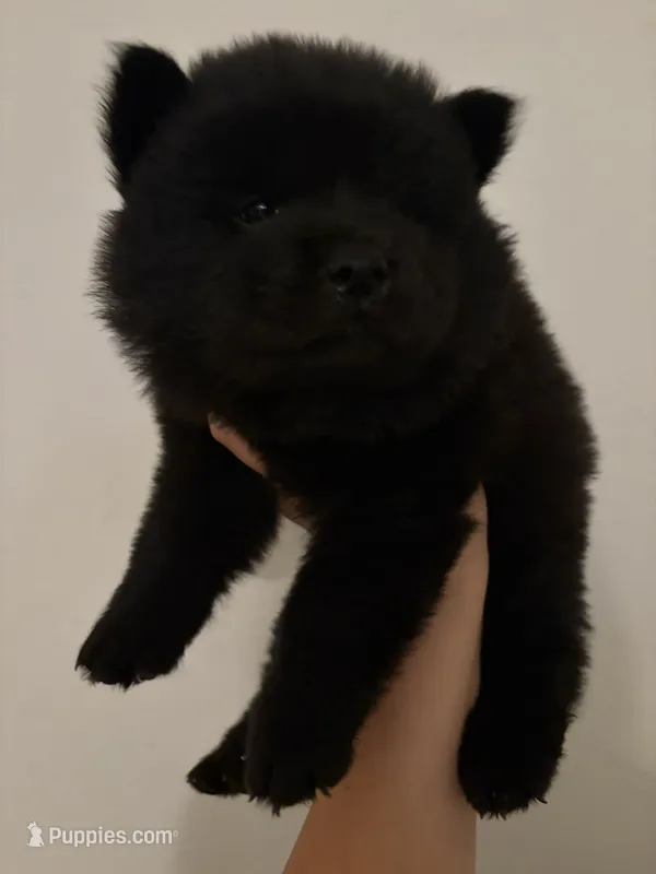 Black boy chow puppy-red collar  – Chow Chow puppy for sale in Irvine, CA