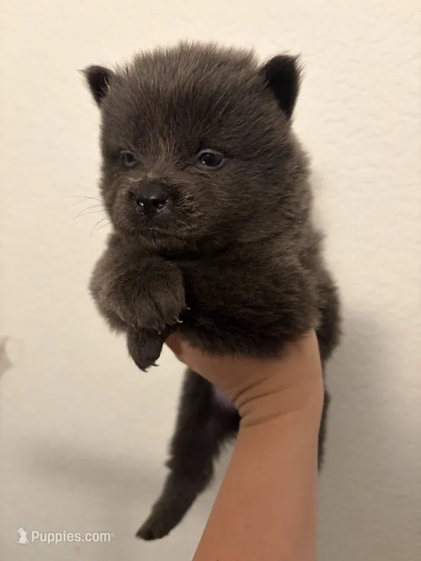 Blue chow girl puppy-beige collar  – Chow Chow puppy for sale in Irvine, CA