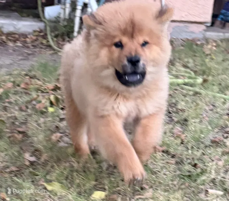 Red boy – Chow Chow puppy for sale in Irvine, CA