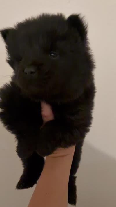 Black chow girl-pink collar , a female Chow Chow for sale in Irvine, CA – 4 of 4