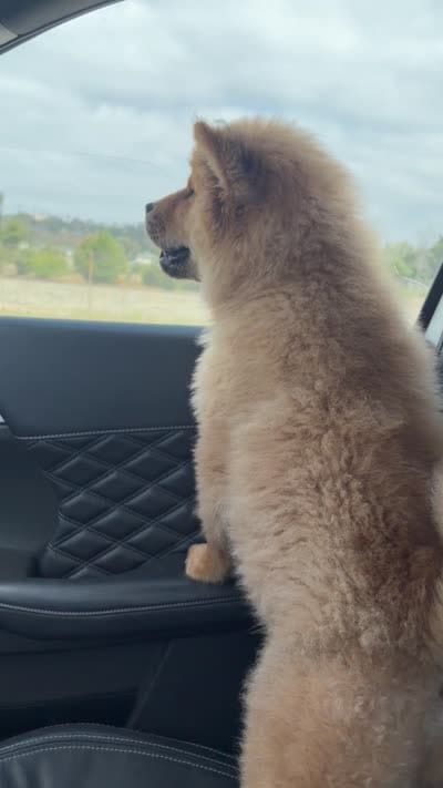 Red boy, a male Chow Chow for sale in Irvine, CA – 7 of 8