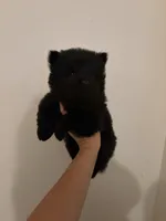 Black chow girl-pink collar , a female Chow Chow for sale in Irvine, CA – 2 of 4