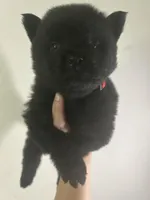 Black boy-red collar , a male Chow Chow for sale in Irvine, CA – Photo 2 of 3