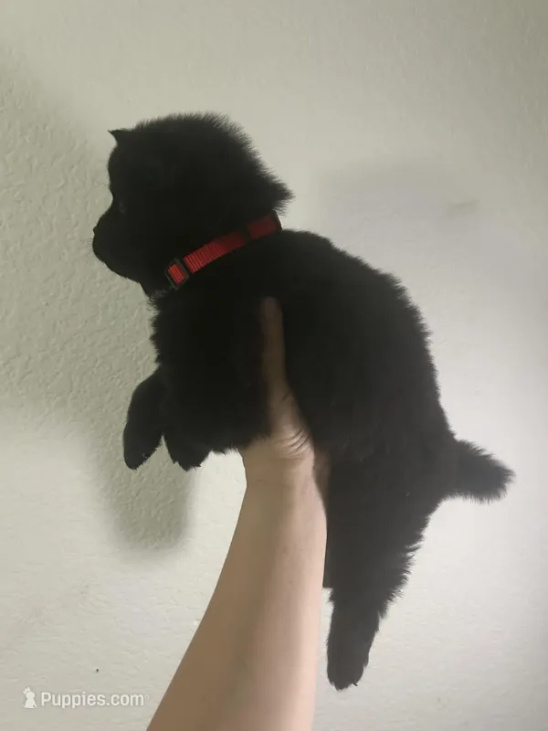 Black boy-red collar  – Chow Chow puppy for sale in Irvine, CA