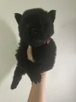 Black boy-red collar , a male Chow Chow for sale in Irvine, CA – Photo 3 of 3