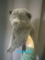 Light blue , a male Chow Chow for sale in Irvine, CA – Photo 2 of 5