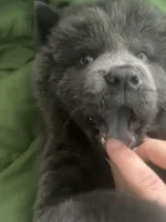Light blue , a male Chow Chow for sale in Irvine, CA – Photo 5 of 5