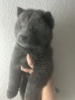 Light blue , a male Chow Chow for sale in Irvine, CA – Photo 3 of 5