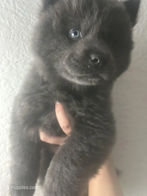 Light blue  – Chow Chow puppy for sale in Irvine, CA