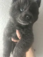 Light blue , a male Chow Chow for sale in Irvine, CA – Photo 1 of 5