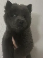 Light blue , a male Chow Chow for sale in Irvine, CA – Photo 4 of 5