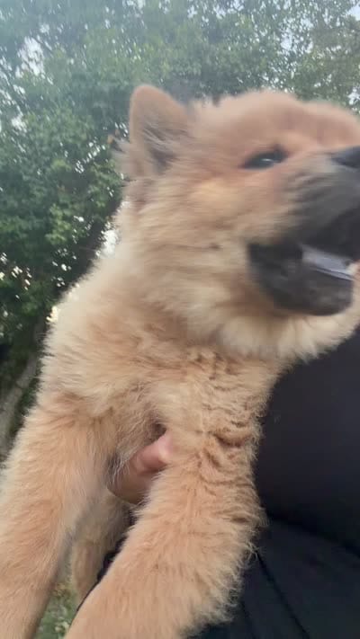 Red boy, a male Chow Chow for sale in Irvine, CA – 8 of 8