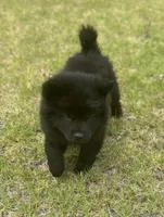 Black boy-green collar , a male Chow Chow for sale in Irvine, CA – 2 of 3
