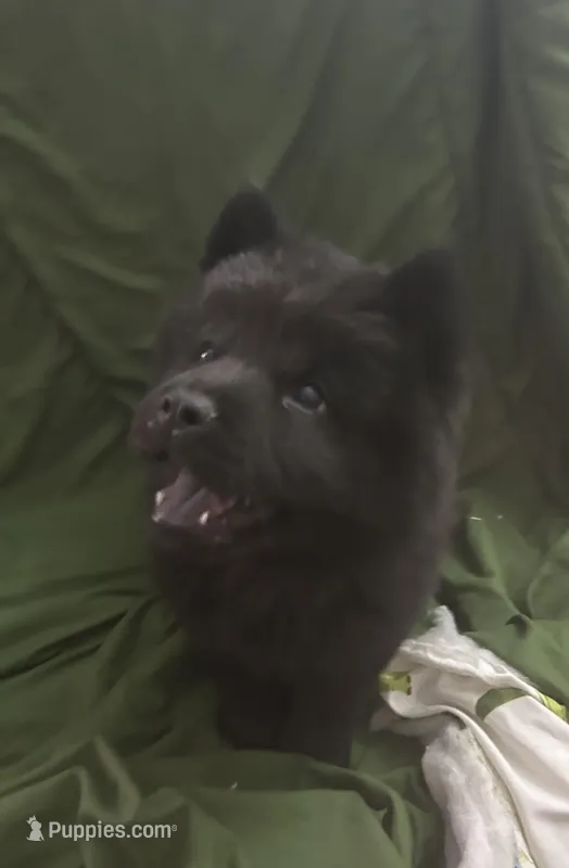 Black boy-green collar , a male Chow Chow for sale in Irvine, CA – 1 of 3