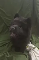 Black boy-green collar , a male Chow Chow for sale in Irvine, CA – 1 of 3