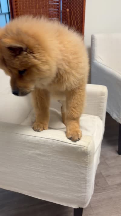 Red boy, a male Chow Chow for sale in Irvine, CA – 3 of 8
