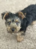 ROCCO , a male Yorkshire Terrier for sale in Kalamazoo, MI – Photo 2 of 3