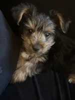 ROCCO , a male Yorkshire Terrier for sale in Kalamazoo, MI – Photo 3 of 3