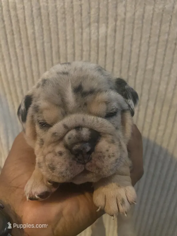Silver Surfer – English Bulldog puppy for sale in Irmo, SC