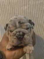 Silver Surfer, a male English Bulldog for sale in Irmo, SC – 1 of 5