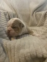 Harley Quin, a female English Bulldog for sale in Irmo, SC – 3 of 3
