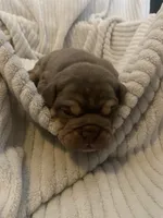 Charlie Brown, a male Olde English Bulldogge for sale in Irmo, SC – 4 of 4