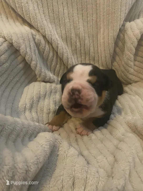Bear – Olde English Bulldogge puppy for sale in Irmo, SC