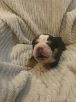 Bear, a male Olde English Bulldogge for sale in Irmo, SC – 1 of 4