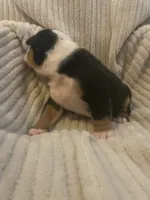 Bear, a male Olde English Bulldogge for sale in Irmo, SC – 3 of 4