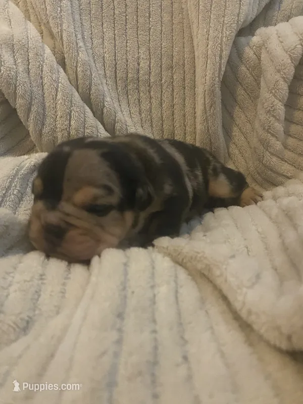 Two Face – Olde English Bulldogge puppy for sale in Irmo, SC